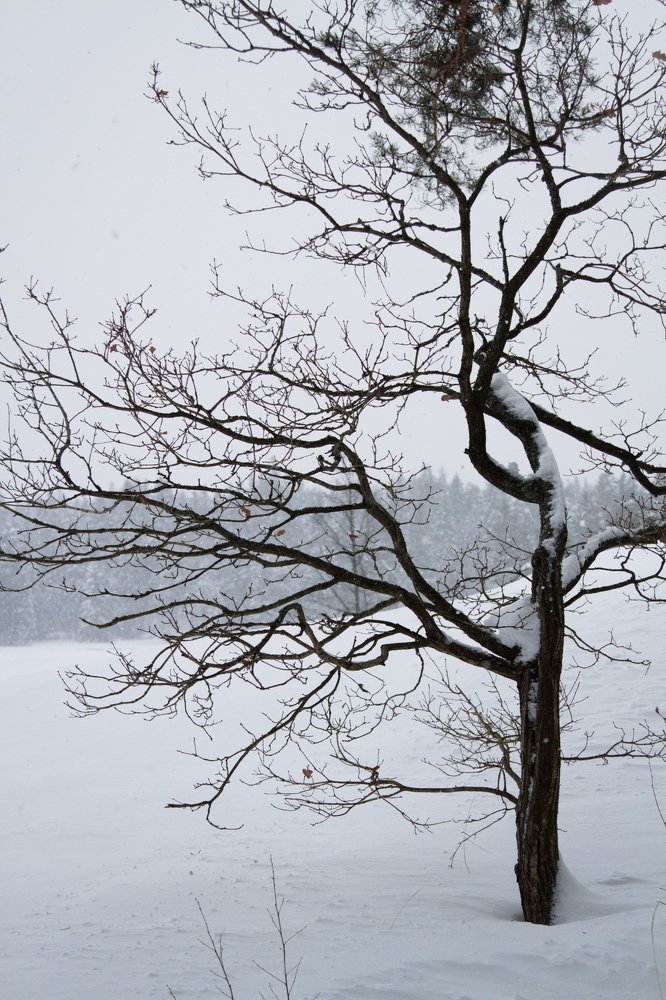 Photograph by Ольга Корчагина