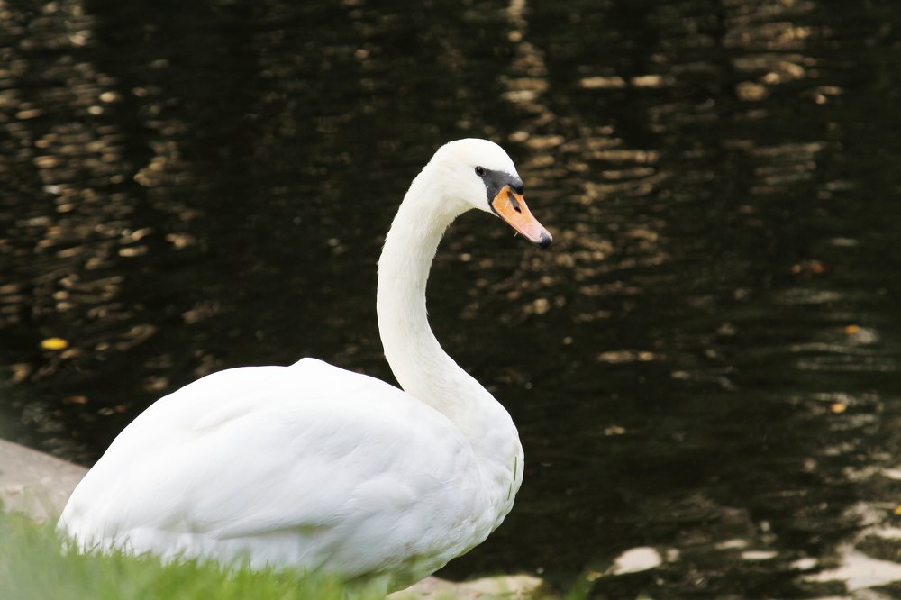 Photograph by Ольга Корчагина