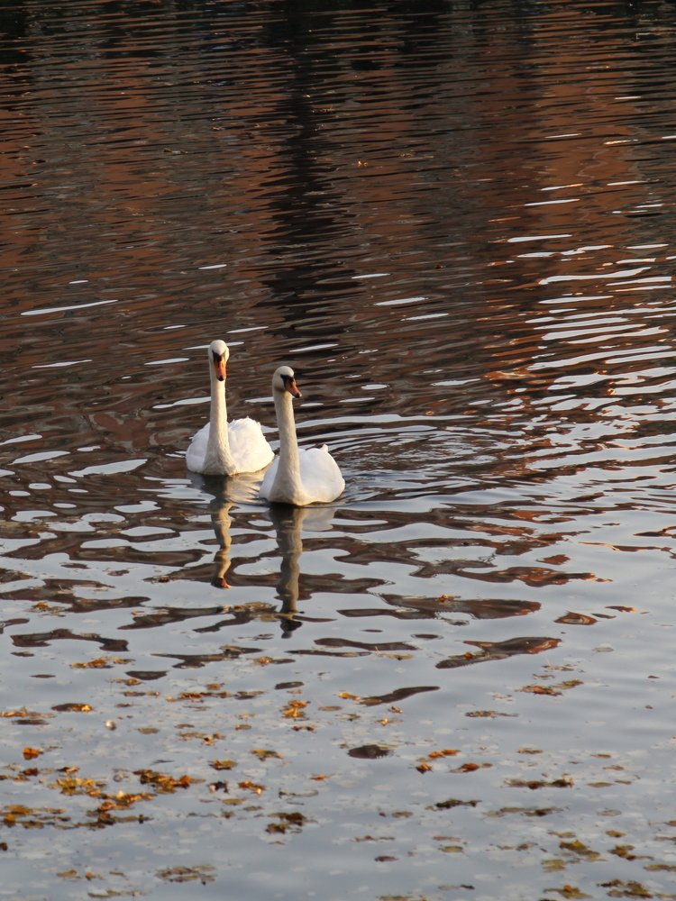 Photograph by Ольга Корчагина