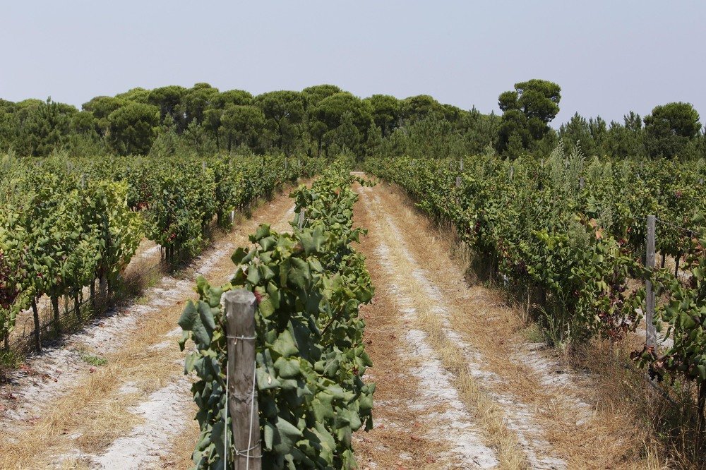 Photograph by Carlos Alberto Sequeira