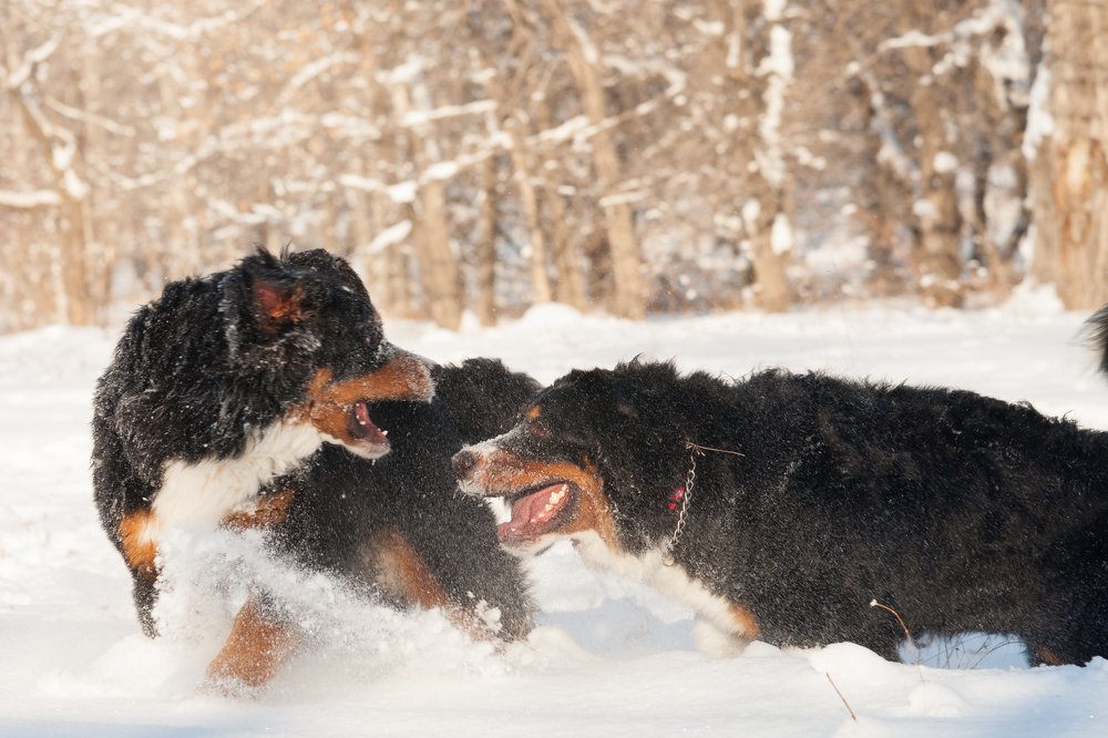 Photograph by Вячеслав Фомин