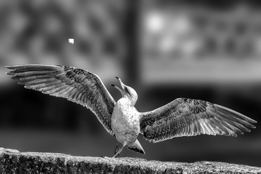 Photograph by Marc-Alain Ferragne