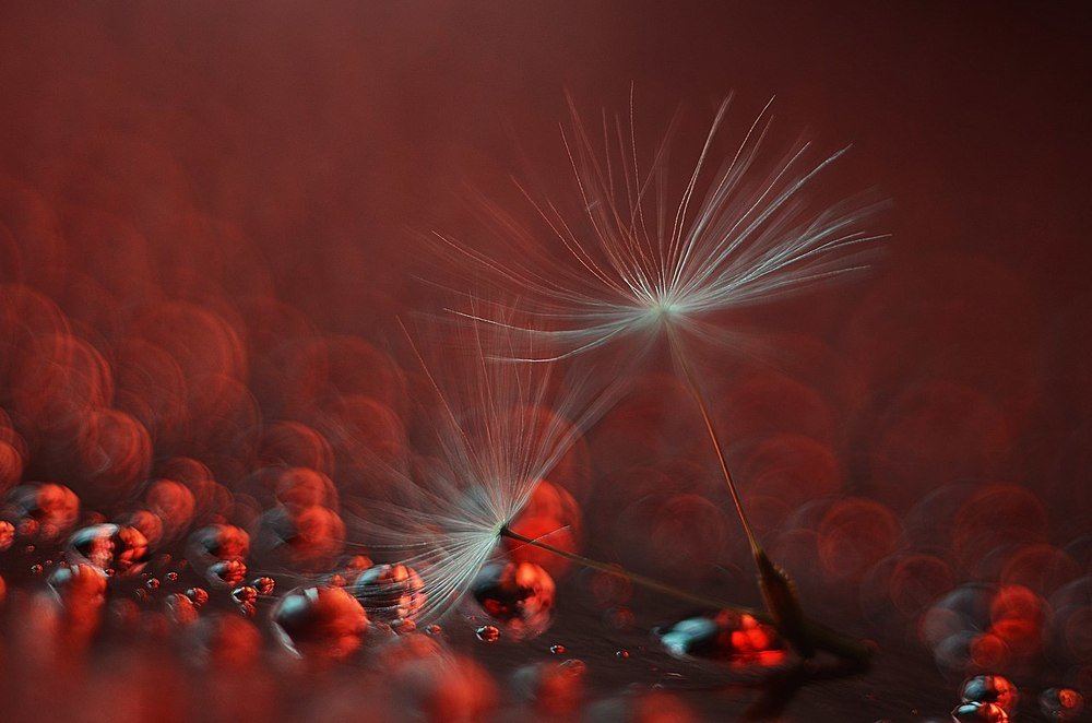 Красное вино