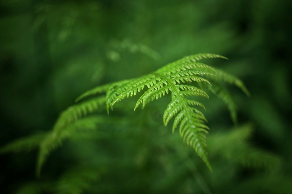 Папоротник...