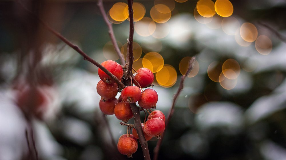 Фотография автора Dmitry Pletnev