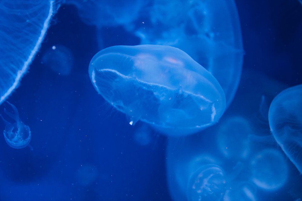 Photograph by Александр Колбасин