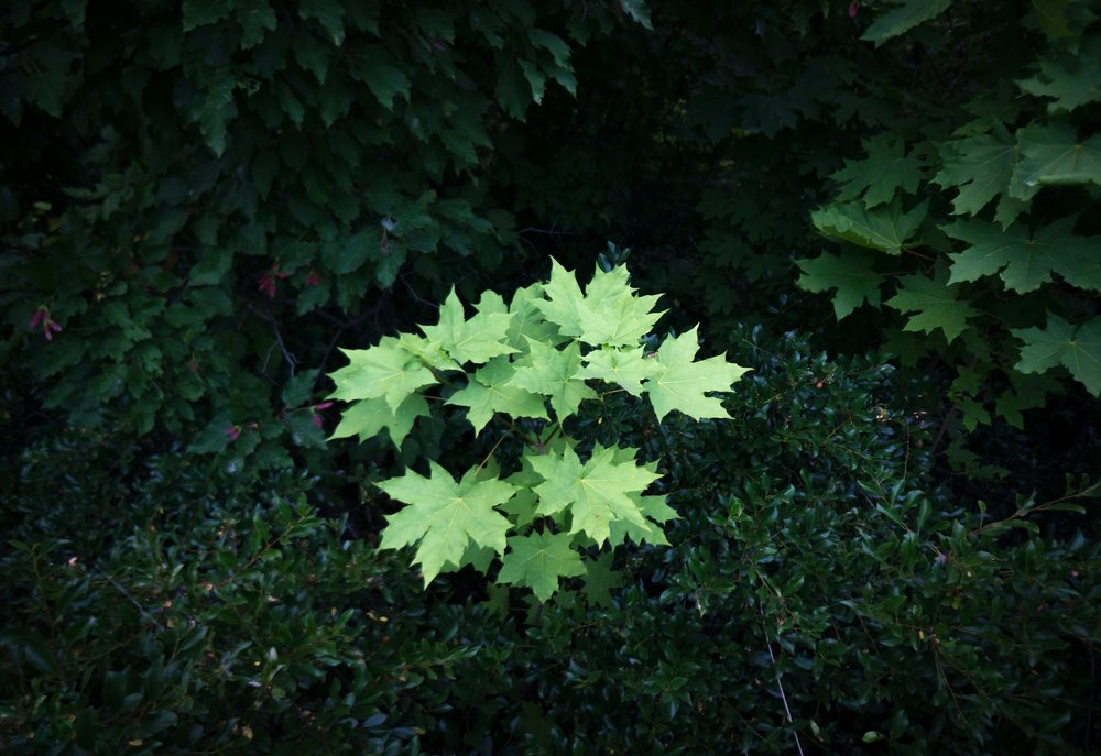 Листья клена.