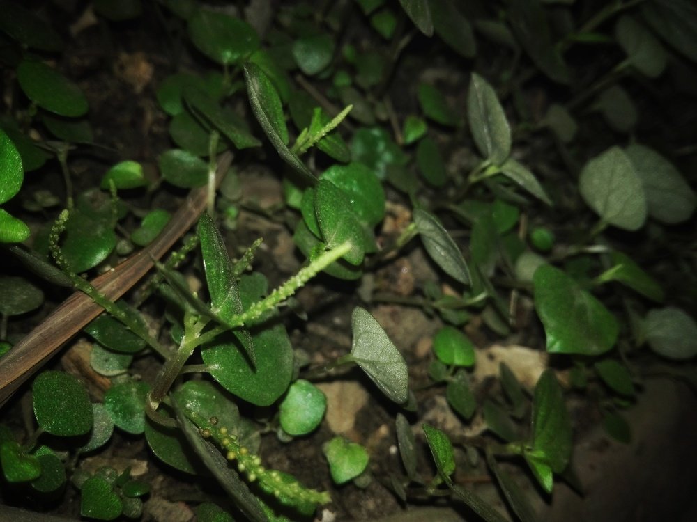 Photograph by Ashikul zaman Nabil