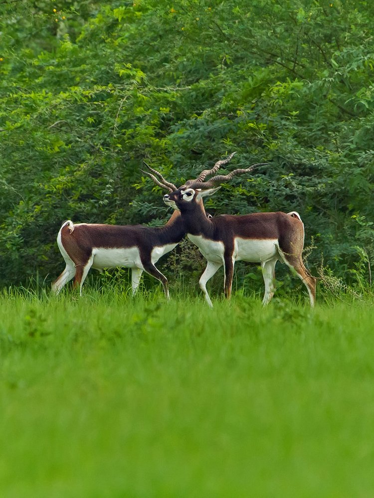 Photograph by Rishit Sheth