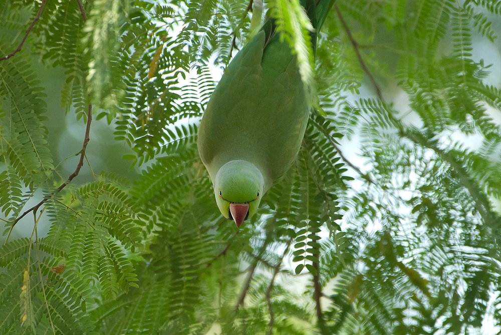 Photograph by Rishit Sheth