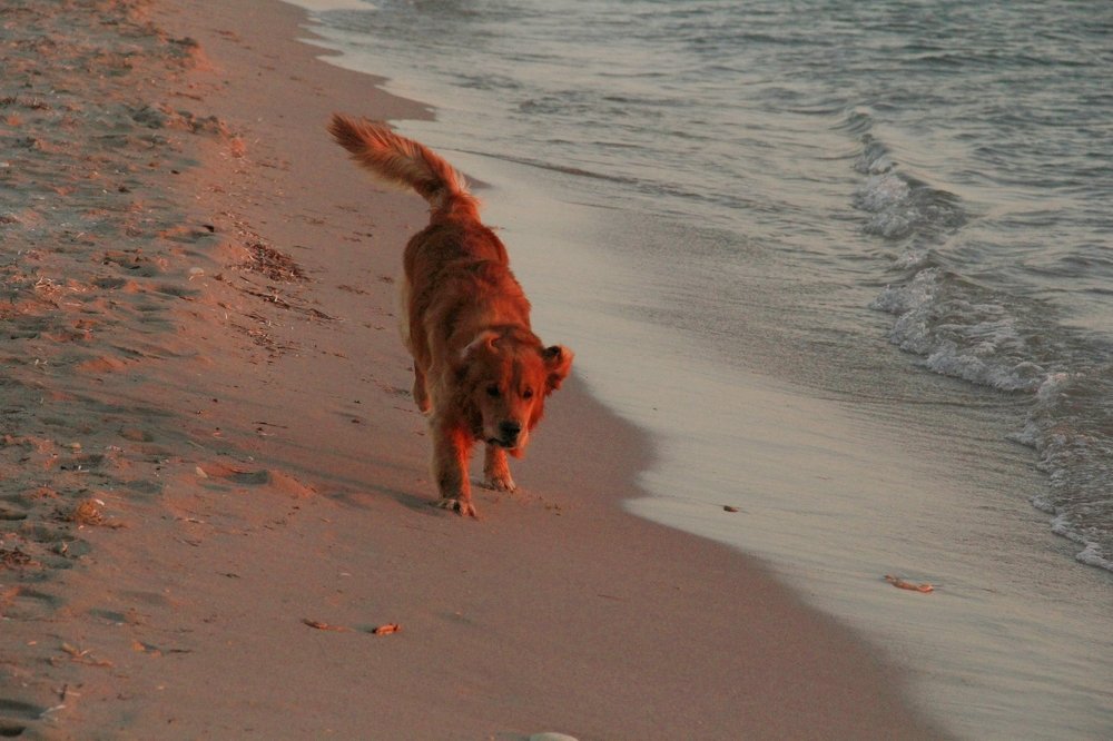 Вдоль Чёрного моря...