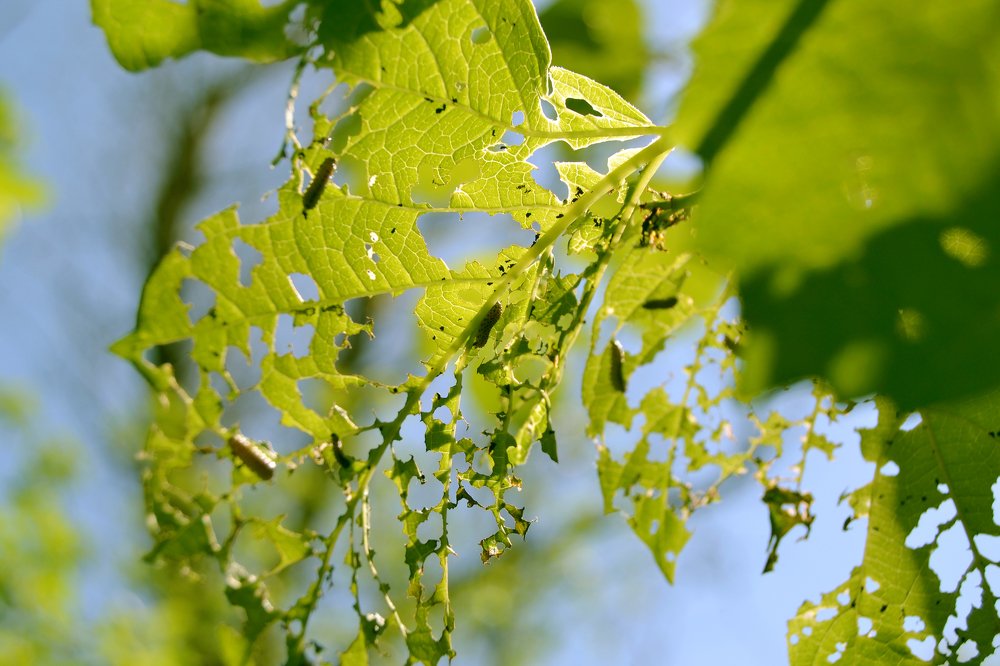Завтрак гусеницы