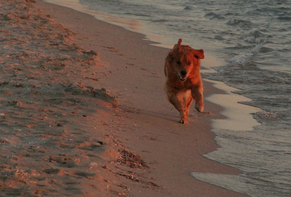 Хозяин, и ты здесь!!!