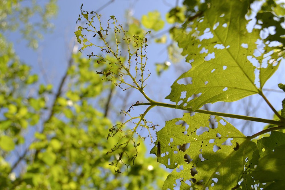 Photograph by Галина Милейко