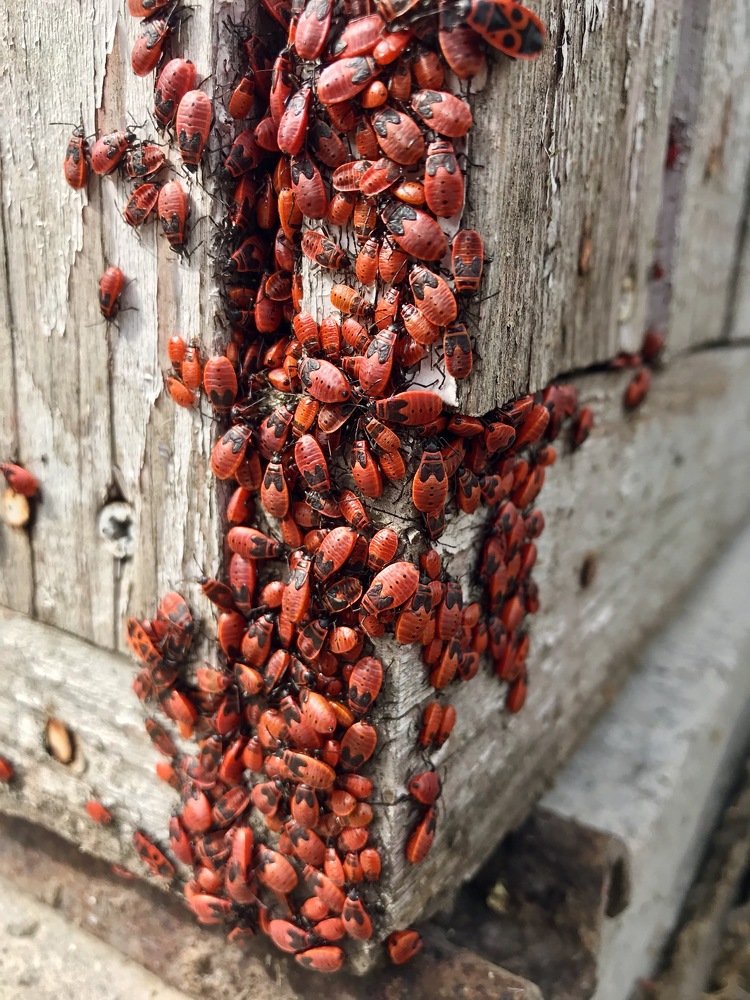 Photograph by Валентина Широбокова