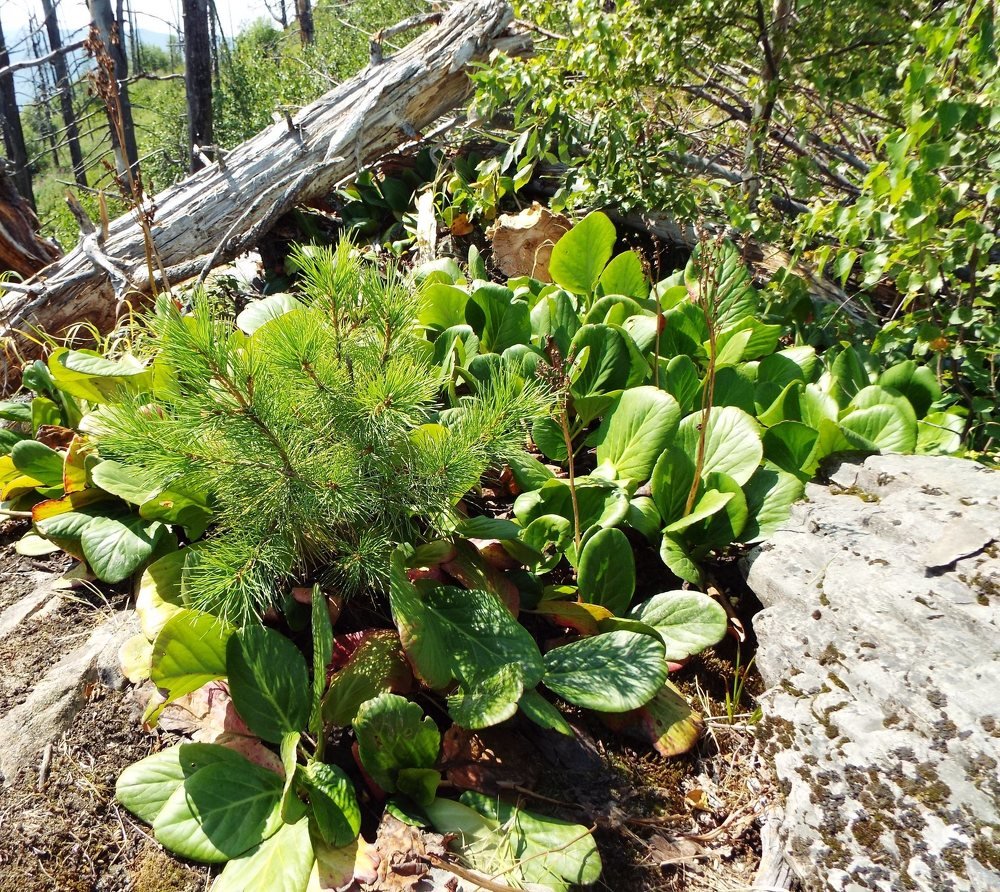 Photograph by Ирина