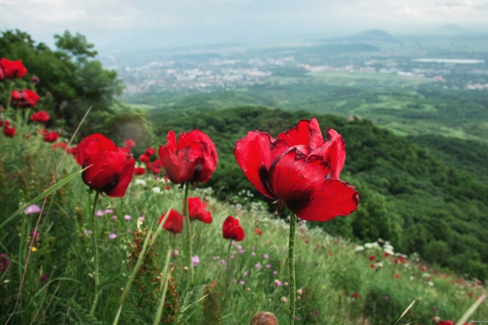 На склонах Бештау