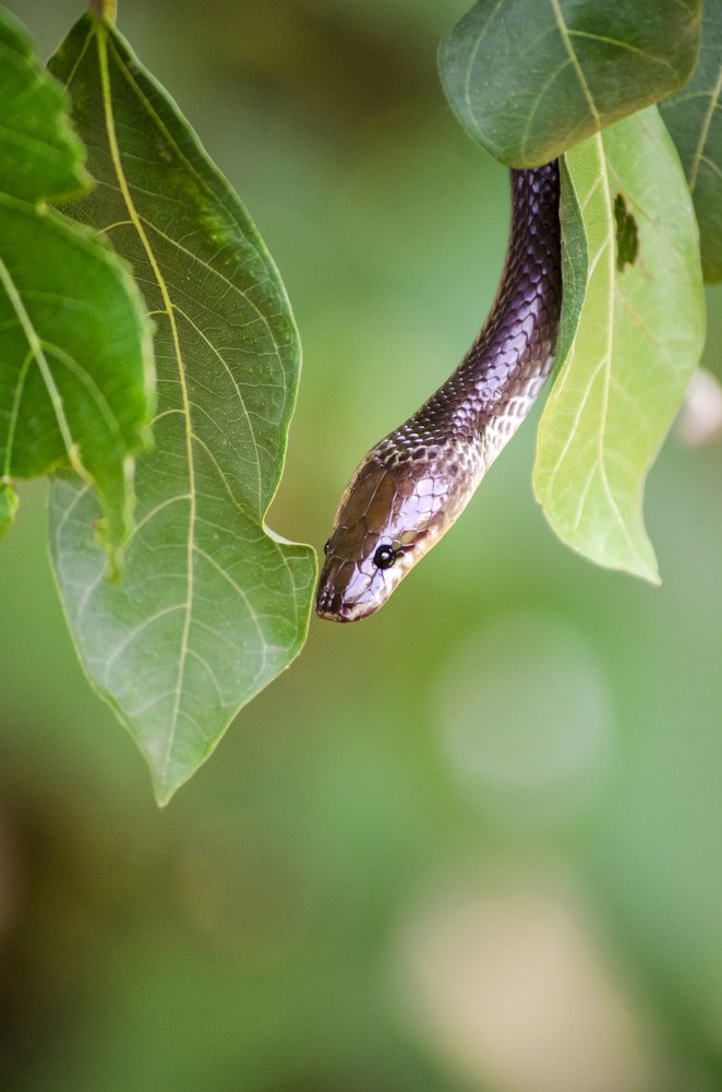 Photograph by Ganesh Mandavkar