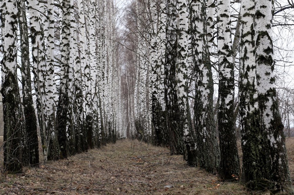 Фотография автора 