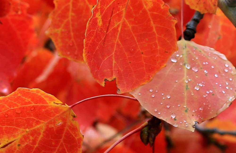 Тот самый "багрец"...