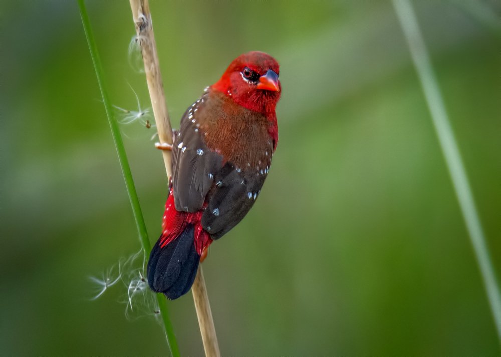 Photograph by Zayed Sanim