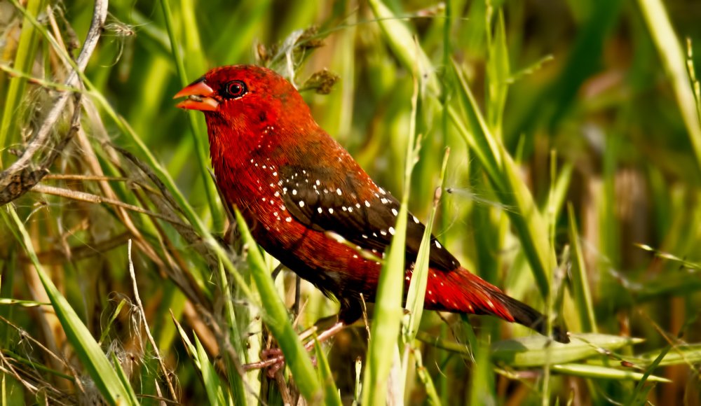 Photograph by Zayed Sanim