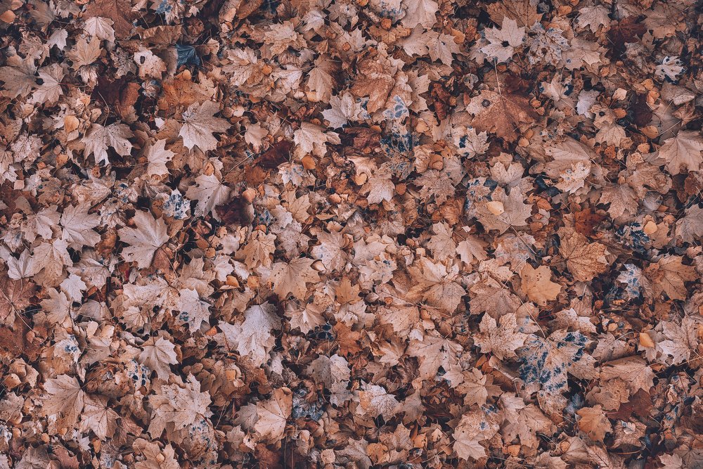 Фотография автора Анастасия Мазурева