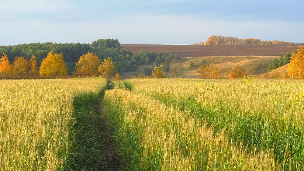 Поле у Вятских Увалов.