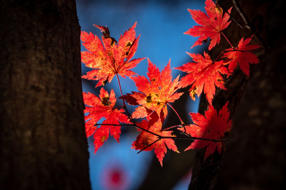 Photograph by Arik Chan