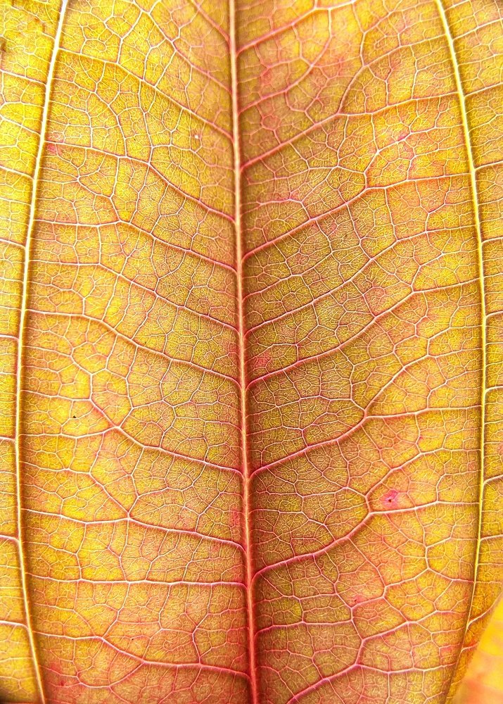 Yellow leaf