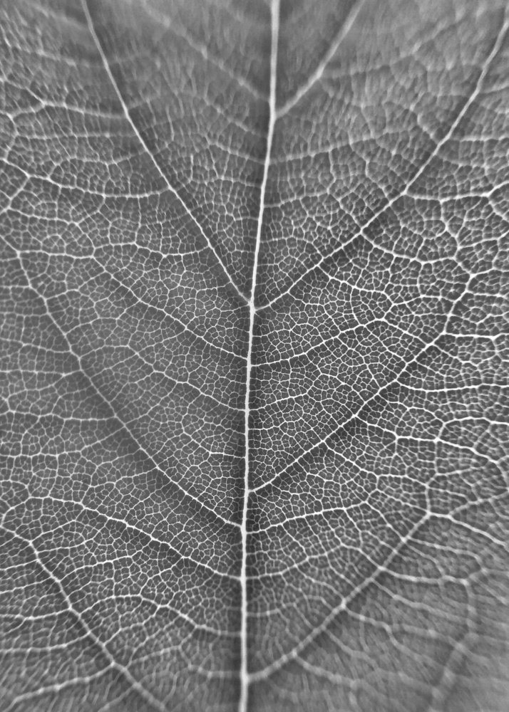 Web of leaf