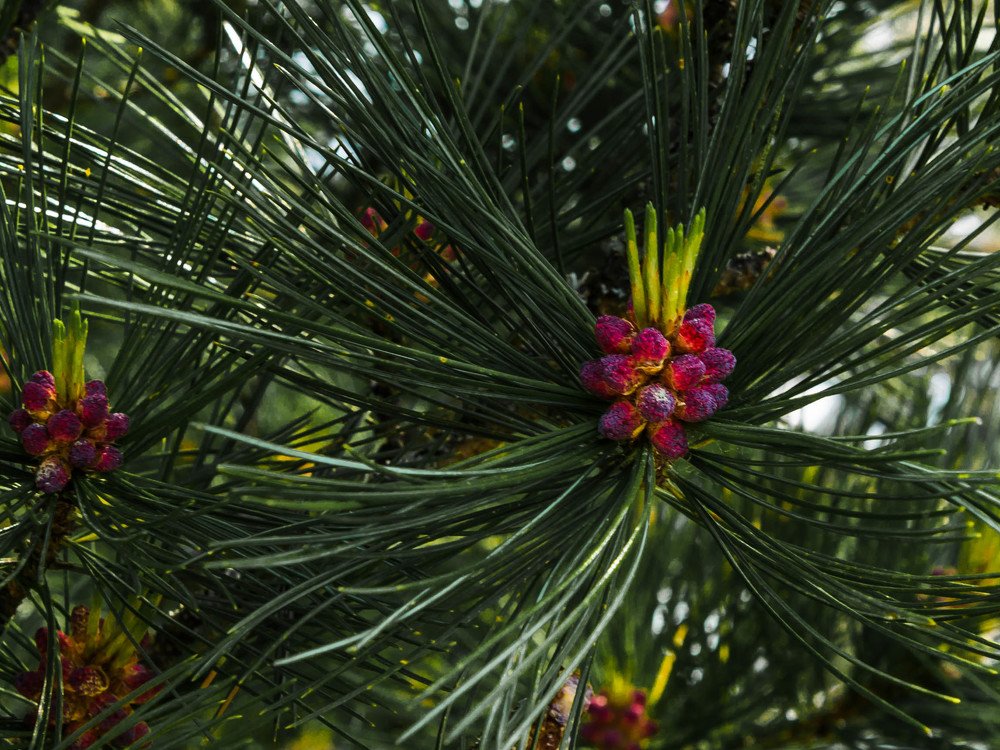 Photograph by Aleksandr Slyusarev