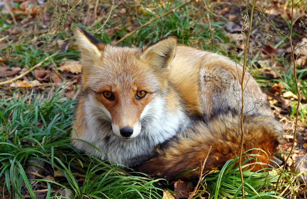 Грущу, колобок потерялся.