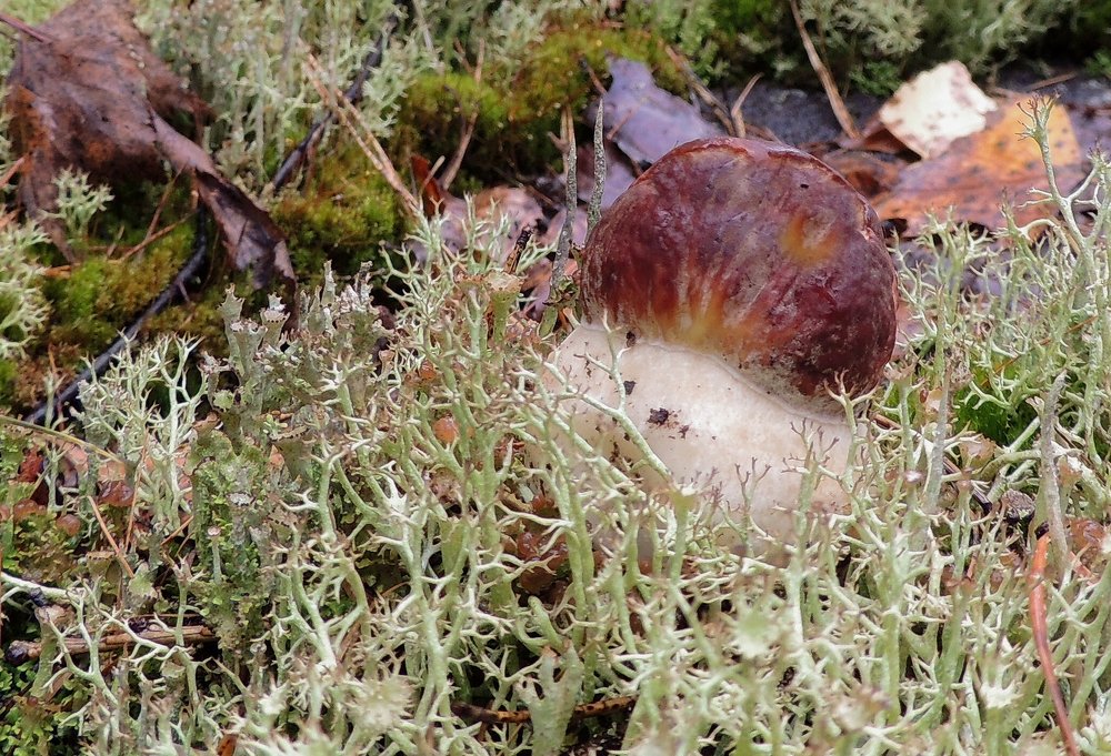 Во мховом лесу...