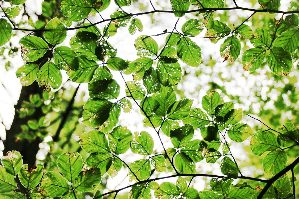 Photograph by Luana Popa