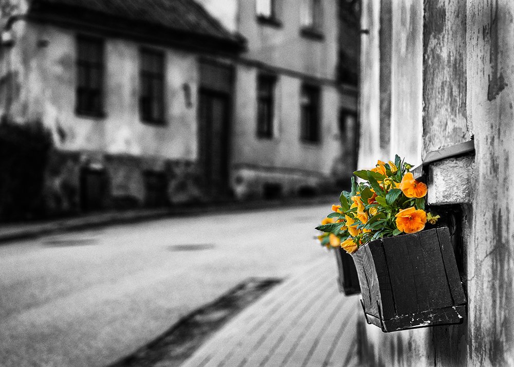 Old-town flowers