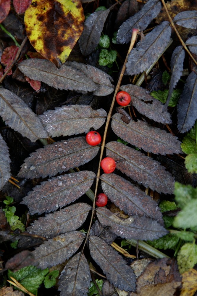 Photograph by Ольга Корчагина