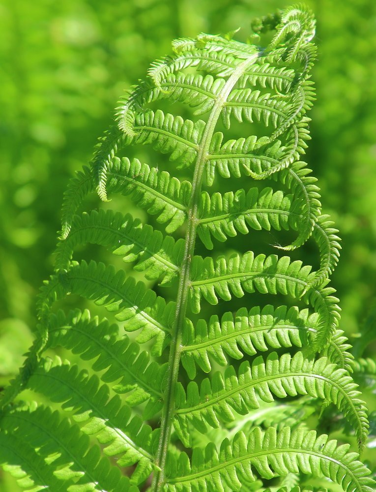 Photograph by Нина Титенкова