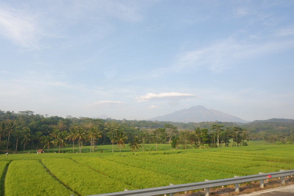 rice field under the mountain