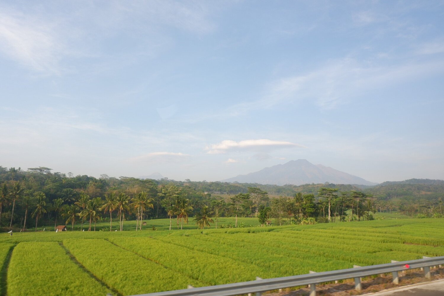 rice field under the mountain
