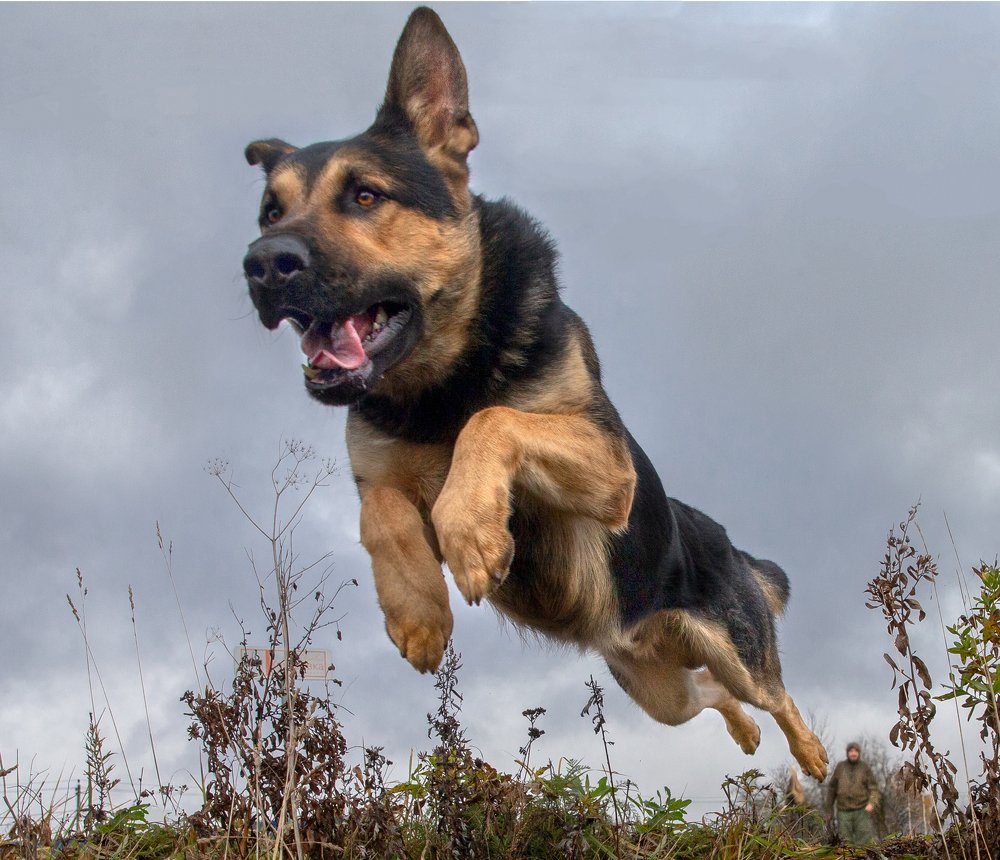 Фотография автора игорь перфильев