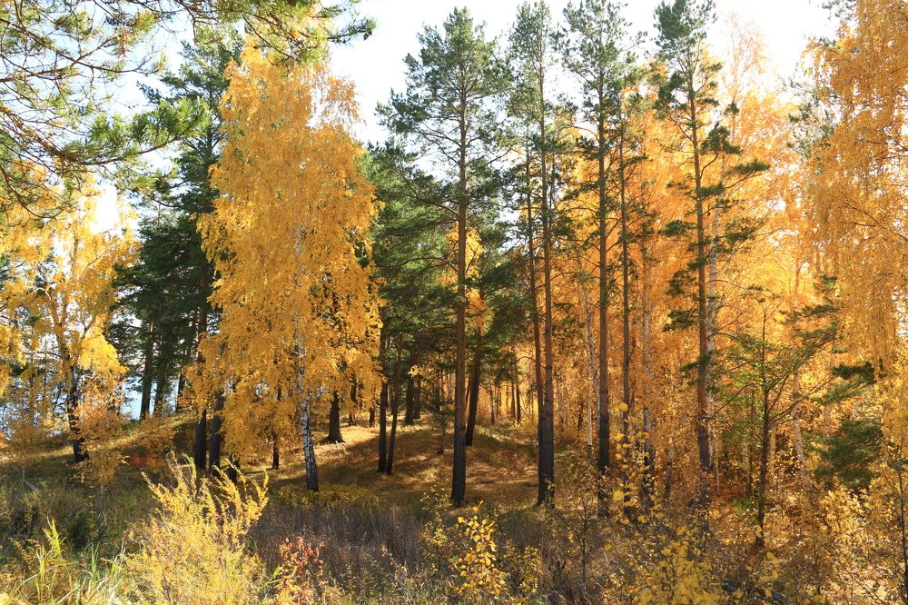 Photograph by Эдуард Петруша