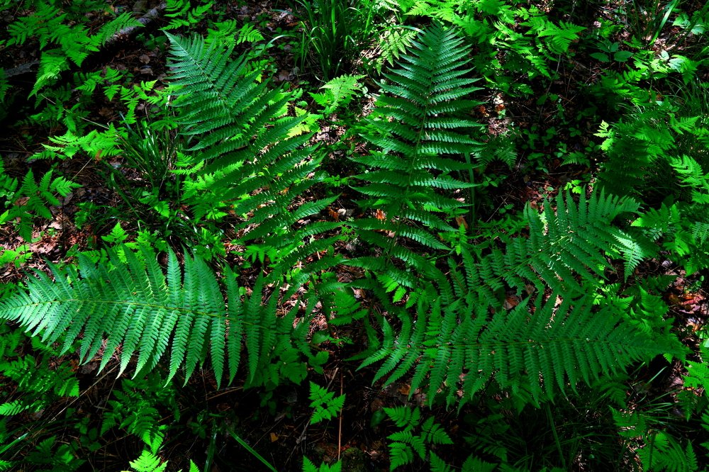 Photograph by Эдуард Петруша