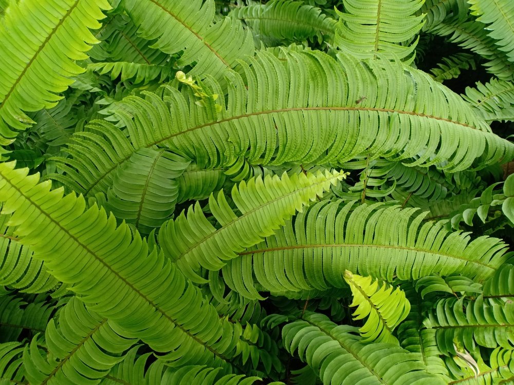 Green fern leaf texture