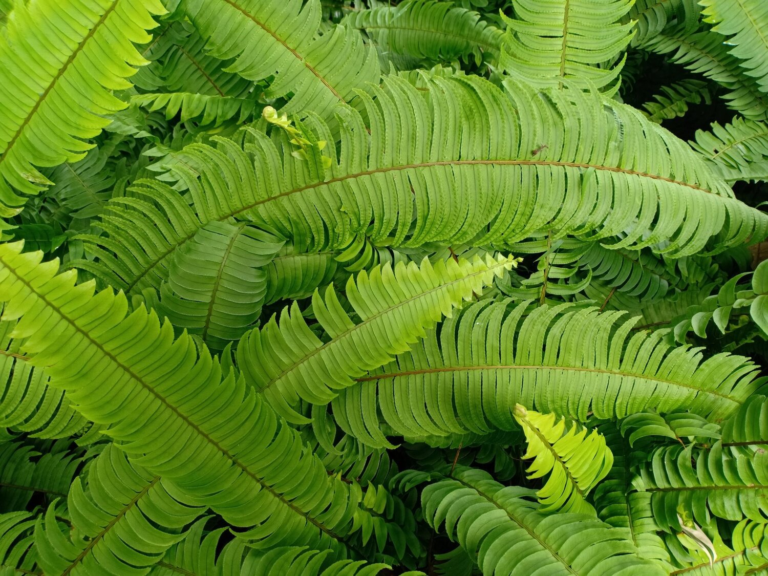 Green fern leaf texture