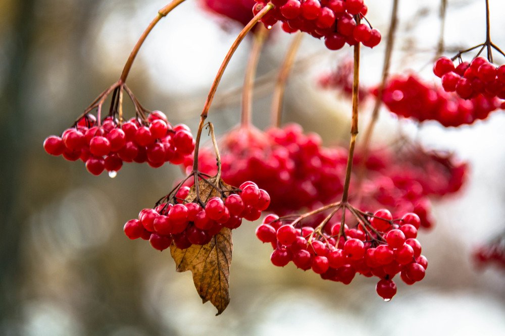 Photograph by Елена Боржковская