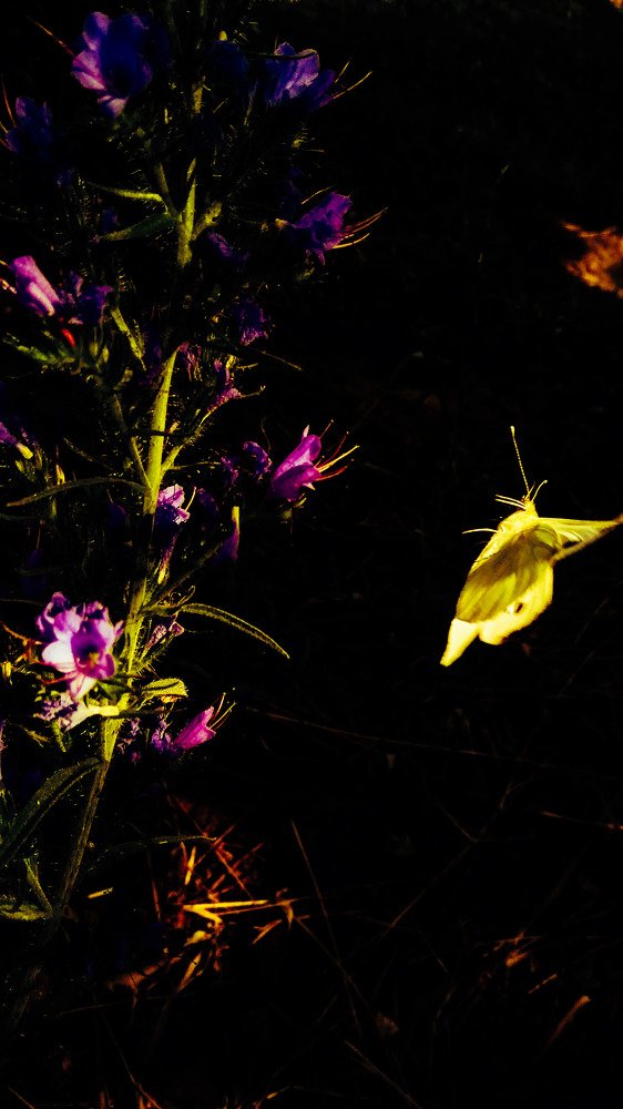 Butterfly inspiration