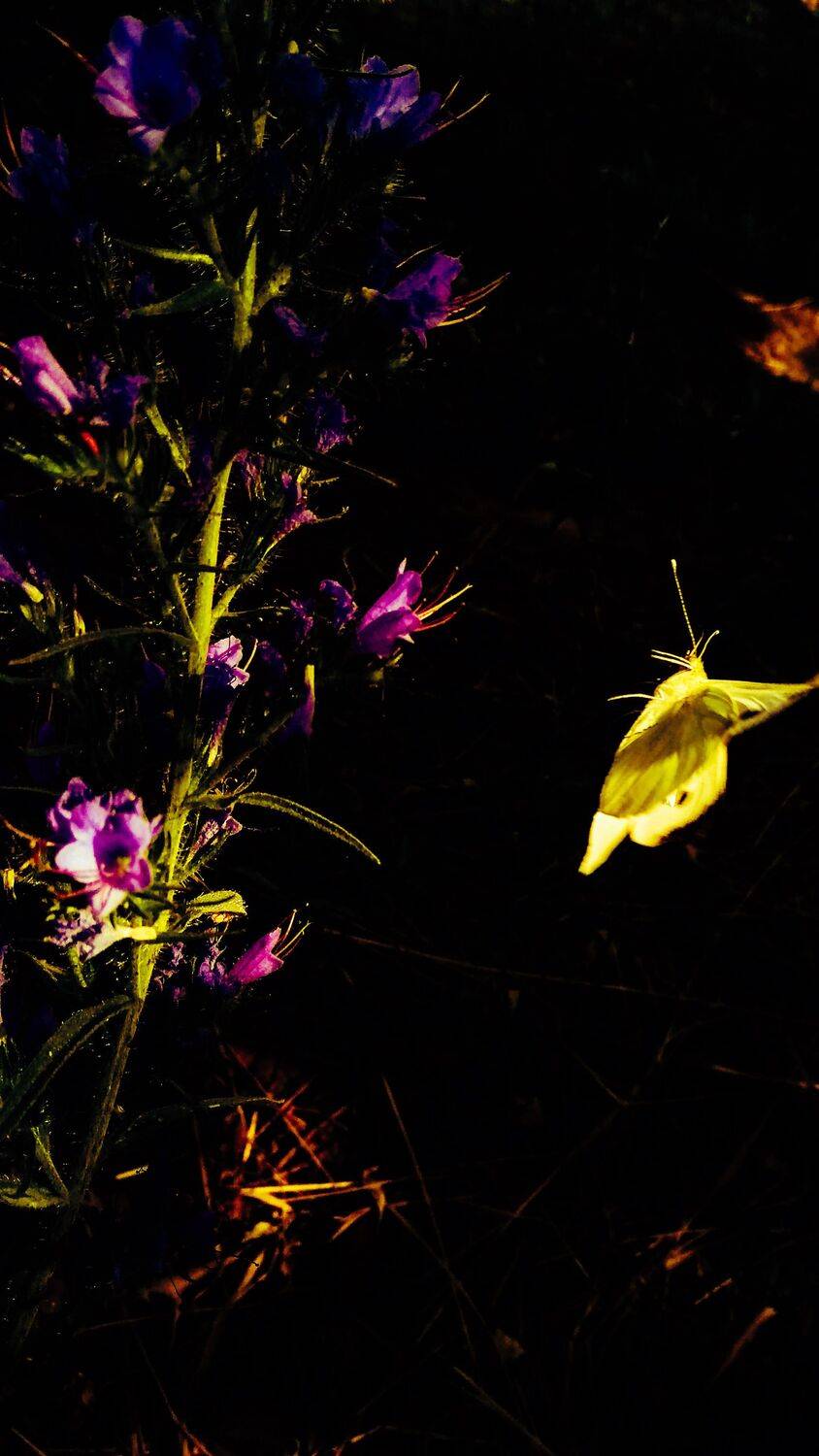 Butterfly inspiration