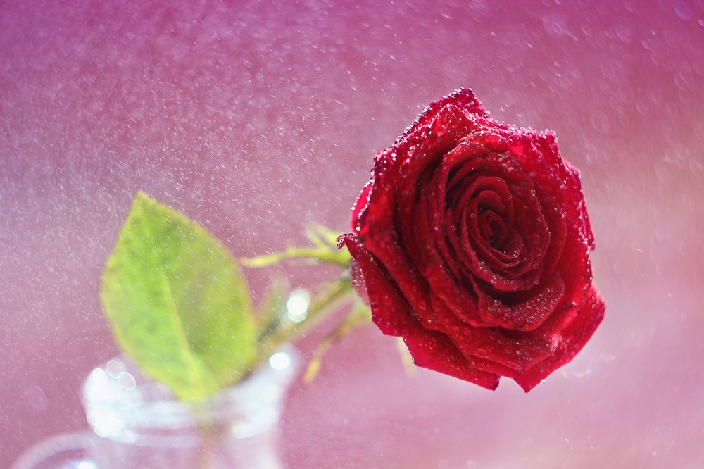 Красная роза