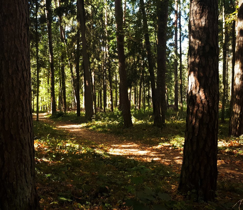 Photograph by Алина Веремеенко
